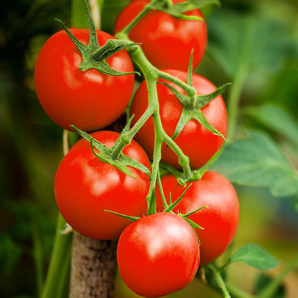 Cluster of bright red ripe tomatoes on the vine against a blurred green background